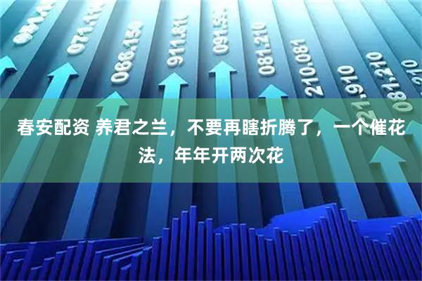 春安配资 养君之兰，不要再瞎折腾了，一个催花法，年年开两次花